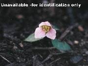 Trillium rivale